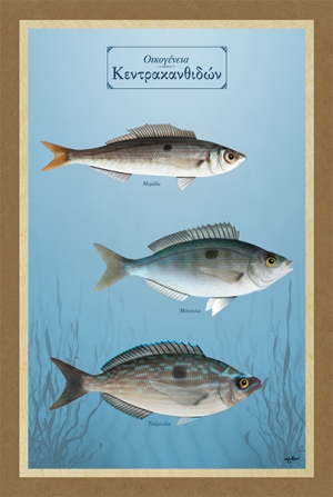 &Omicron;&iota;&kappa;&omicron;&gamma;έ&nu;&epsilon;&iota;&alpha; &Kappa;&epsilon;&nu;&tau;&rho;&alpha;&kappa;&alpha;&nu;&theta;&iota;&delta;ώ&nu; - &Kappa;&alpha;&mu;&beta;ά&sigmaf;