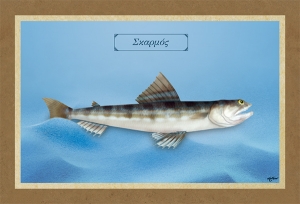 &Sigma;&Kappa;&Alpha;&Rho;&Mu;&Omicron;&Sigma; - &Kappa;&alpha;&mu;&beta;ά&sigmaf;