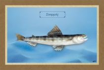 &Sigma;&Kappa;&Alpha;&Rho;&Mu;&Omicron;&Sigma; - &Kappa;&alpha;&mu;&beta;ά&sigmaf;