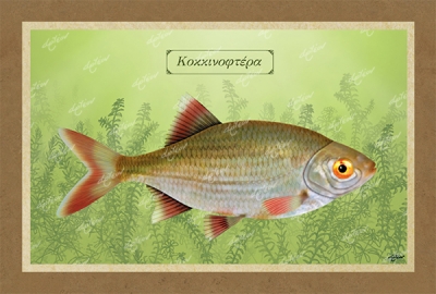 &Kappa;&Omicron;&Kappa;&Kappa;&Iota;&Nu;&Omicron;&Phi;&Tau;&Epsilon;&Rho;&Alpha; - &Kappa;&alpha;&mu;&beta;ά&sigmaf;