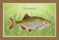 &Kappa;&Omicron;&Kappa;&Kappa;&Iota;&Nu;&Omicron;&Phi;&Tau;&Epsilon;&Rho;&Alpha; - &Kappa;&alpha;&mu;&beta;ά&sigmaf;