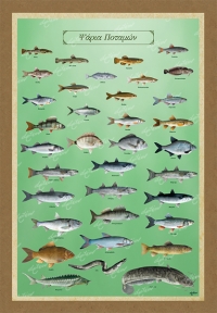 &Psi;&Alpha;&Rho;&Iota;&Alpha; &Pi;&Omicron;&Tau;&Alpha;&Mu;&Omega;&Nu; - K&alpha;&mu;&beta;ά&sigmaf;