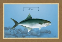 &Lambda;&Iota;&Tau;&Sigma;&Alpha; - &Kappa;&alpha;&mu;&beta;ά&sigmaf;