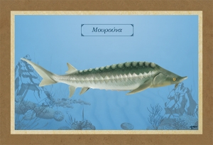 &Mu;&Omicron;&Upsilon;&Rho;&Omicron;&Upsilon;&Nu;&Alpha; - &Kappa;&alpha;&mu;&beta;ά&sigmaf;