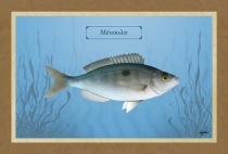 &Mu;&Epsilon;&Nu;&Omicron;&Upsilon;&Lambda;&Alpha; - &Kappa;&alpha;&mu;&beta;ά&sigmaf;