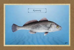 &Kappa;&Rho;&Alpha;&Nu;&Iota;&Omicron;&Sigma; - &Kappa;&alpha;&mu;&beta;ά&sigmaf;