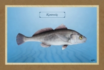 &Kappa;&Rho;&Alpha;&Nu;&Iota;&Omicron;&Sigma; - &Kappa;&alpha;&mu;&beta;ά&sigmaf;