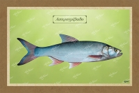 &Alpha;&Sigma;&Pi;&Rho;&Omicron;&Gamma;&Rho;&Iota;&Beta;&Alpha;&Delta;&Omicron; - &Kappa;&alpha;&mu;&beta;ά&sigmaf;