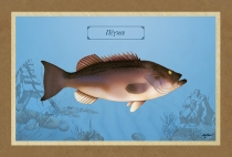 &Pi;&Iota;&Gamma;&Kappa;&Alpha; - &Kappa;&alpha;&mu;&beta;ά&sigmaf;