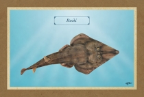 &Beta;&Iota;&Omicron;&Lambda;&Iota; - &Kappa;&alpha;&mu;&beta;ά&sigmaf;