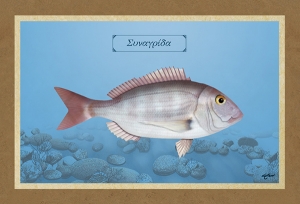 &Sigma;&Upsilon;&Nu;&Alpha;&Gamma;&Rho;&Iota;&Delta;&Alpha; - &Kappa;&alpha;&mu;&beta;ά&sigmaf;