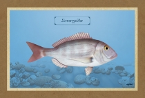 &Sigma;&Upsilon;&Nu;&Alpha;&Gamma;&Rho;&Iota;&Delta;&Alpha; - &Kappa;&alpha;&mu;&beta;ά&sigmaf;