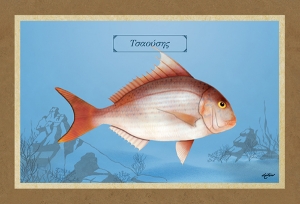 &Tau;&Sigma;&Alpha;&Omicron;&Upsilon;&Sigma;&Eta;&Sigma; - &Kappa;&alpha;&mu;&beta;ά&sigmaf;