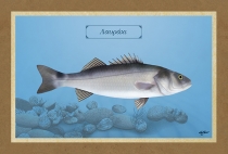 &Lambda;&Alpha;&Upsilon;&Rho;&Alpha;&Kappa;&Iota; - &Kappa;&alpha;&mu;&beta;ά&sigmaf;