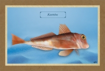 &Kappa;&Alpha;&Pi;&Omicron;&Nu;&Iota; - &Kappa;&alpha;&mu;&beta;ά&sigmaf;