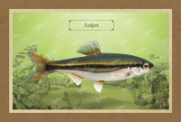 &Lambda;&Iota;&Alpha;&Rho;&Alpha; - &Kappa;&alpha;&mu;&beta;ά&sigmaf;