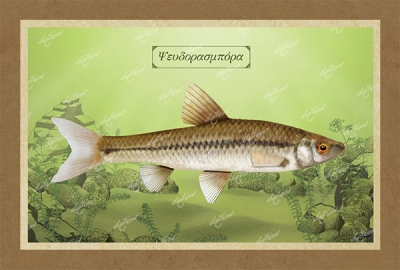 &Psi;&Epsilon;&Upsilon;&Delta;&Omicron;&Rho;&Alpha;&Sigma;&Mu;&Pi;&Omicron;&Rho;&Alpha; - &Kappa;&alpha;&mu;&beta;ά&sigmaf;