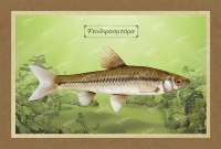 &Psi;&Epsilon;&Upsilon;&Delta;&Omicron;&Rho;&Alpha;&Sigma;&Mu;&Pi;&Omicron;&Rho;&Alpha; - &Kappa;&alpha;&mu;&beta;ά&sigmaf;