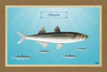 &Alpha;&Theta;&Epsilon;&Rho;&Iota;&Nu;&Alpha; - &Kappa;&alpha;&mu;&beta;ά&sigmaf;