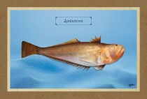 &Delta;&Rho;&Alpha;&Kappa;&Alpha;&Iota;&Nu;&Alpha; - &Kappa;&alpha;&mu;&beta;ά&sigmaf;