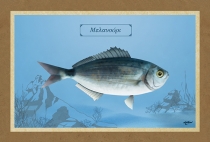 &Mu;&Epsilon;&Lambda;&Alpha;&Nu;&Omicron;&Upsilon;&Rho;&Iota; - &Kappa;&alpha;&mu;&beta;ά&sigmaf;