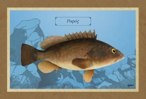 &Rho;&Omicron;&Phi;&Omicron;&Sigma; - &Kappa;&alpha;&mu;&beta;ά&sigmaf;