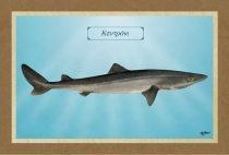 &Kappa;&Epsilon;&Nu;&Tau;&Rho;&Omicron;&Nu;&Iota; - &Kappa;&alpha;&mu;&beta;ά&sigmaf;