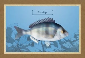 &Sigma;&Kappa;&Alpha;&Theta;&Alpha;&Rho;&Iota; - &Kappa;&alpha;&mu;&beta;ά&sigmaf;