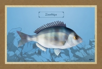 &Sigma;&Kappa;&Alpha;&Theta;&Alpha;&Rho;&Iota; - &Kappa;&alpha;&mu;&beta;ά&sigmaf;