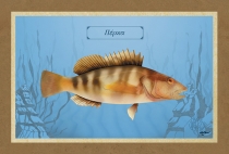 &Pi;&Epsilon;&Rho;&Kappa;&Alpha; - &Kappa;&alpha;&mu;&beta;ά&sigmaf;