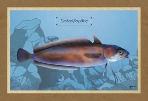 &Sigma;&Alpha;&Lambda;&Omicron;&Upsilon;&Beta;&Alpha;&Rho;&Delta;&Omicron;&Sigma; - &Kappa;&alpha;&mu;&beta;ά&sigmaf;