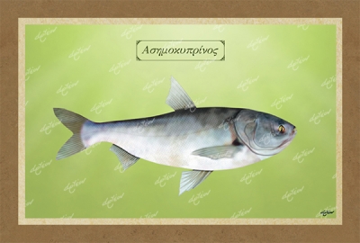 &Alpha;&Sigma;&Eta;&Mu;&Omicron;&Kappa;&Upsilon;&Pi;&Rho;&Iota;&Nu;&Omicron;&Sigma; - &Kappa;&alpha;&mu;&beta;ά&sigmaf;