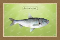 &Alpha;&Sigma;&Eta;&Mu;&Omicron;&Kappa;&Upsilon;&Pi;&Rho;&Iota;&Nu;&Omicron;&Sigma; - &Kappa;&alpha;&mu;&beta;ά&sigmaf;