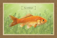 &Chi;&Rho;&Upsilon;&Sigma;&Omicron;&Psi;&Alpha;&Rho;&Omicron; - &Kappa;&alpha;&mu;&beta;ά&sigmaf;