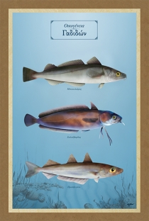 &Omicron;&iota;&kappa;&omicron;&gamma;έ&nu;&epsilon;&iota;&alpha; &Gamma;&alpha;&delta;&iota;&delta;ώ&nu; - &Kappa;&alpha;&mu;&beta;ά&sigmaf;