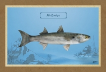 &Mu;&Upsilon;&Xi;&Iota;&Nu;&Alpha;&Rho;&Iota; - &Kappa;&alpha;&mu;&beta;ά&sigmaf;