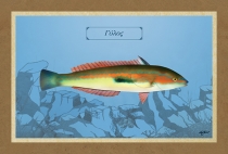 &Gamma;&Upsilon;&Lambda;&Omicron;&Sigma; - &Kappa;&alpha;&mu;&beta;ά&sigmaf;