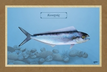 &Kappa;&Upsilon;&Nu;&Eta;&Gamma;&Omicron;&Sigma; - &Kappa;&alpha;&mu;&beta;ά&sigmaf;