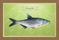 &Mu;&Alpha;&Lambda;&Alpha;&Mu;&Iota;&Delta;&Alpha; - &Kappa;&alpha;&mu;&beta;ά&sigmaf;