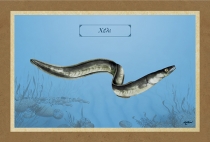 &Chi;&Epsilon;&Lambda;&Iota; - &Kappa;&alpha;&mu;&beta;ά&sigmaf;