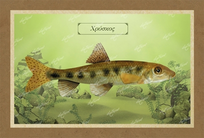 &Chi;&Rho;&Upsilon;&Sigma;&Kappa;&Omicron;&Sigma; - &Kappa;&alpha;&mu;&beta;ά&sigmaf;