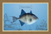 &Gamma;&Omicron;&Upsilon;&Rho;&Omicron;&Upsilon;&Nu;&Omicron;&Psi;&Alpha;&Rho;&Omicron; - &Kappa;&alpha;&mu;&beta;ά&sigmaf;