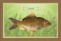 &Gamma;&Rho;&Iota;&Beta;&Alpha;&Delta;&Iota; - &Kappa;&alpha;&mu;&beta;ά&sigmaf;