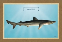 &Delta;&Rho;&Omicron;&Sigma;&Iota;&Tau;&Eta;&Sigma; - &Kappa;&alpha;&mu;&beta;ά&sigmaf;